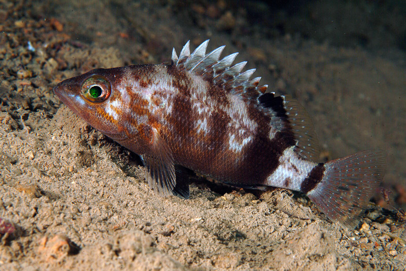 Serranus hepatus 13-06-09
